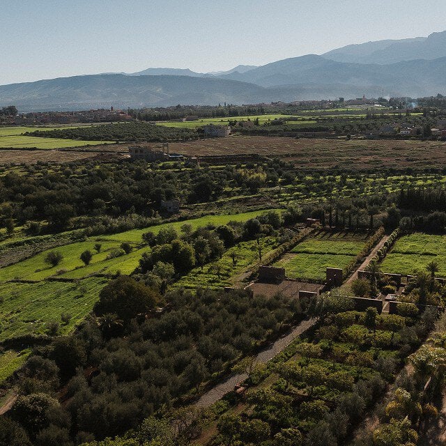 Lush green fields and olive groves with distant mountains under a blue sky.