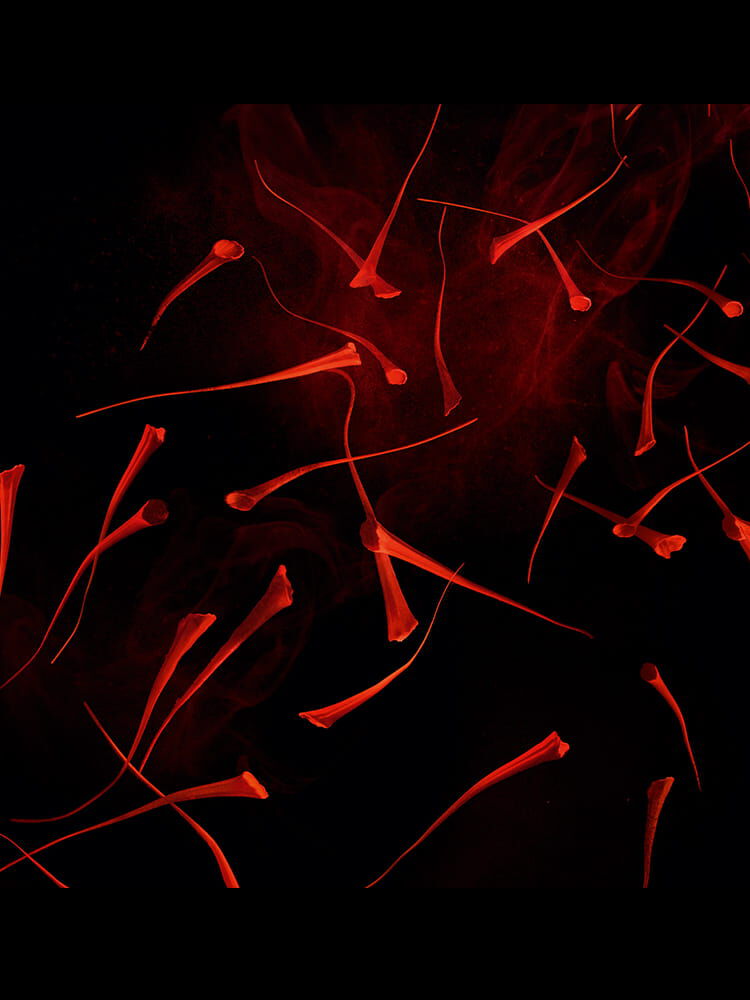 OR ROUGE CLEANSING CREAM